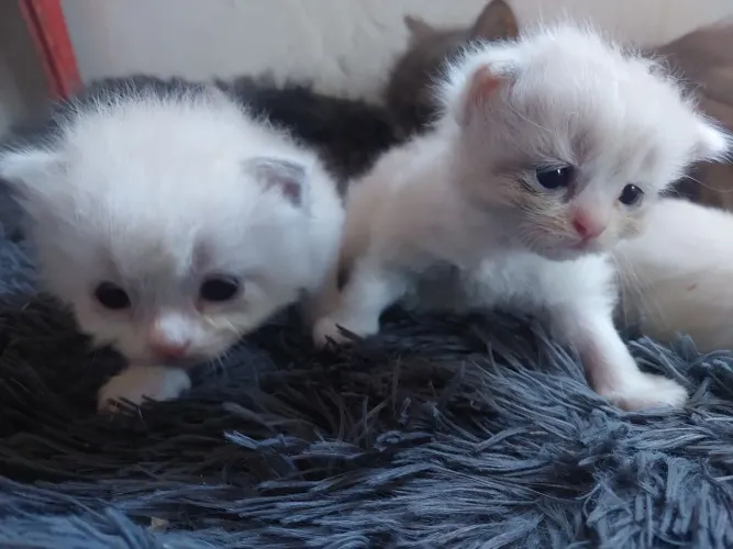 Vendo filhote de gato persa com angorá