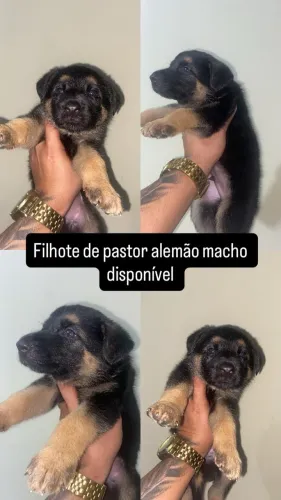 Filhotes de pastor alemão