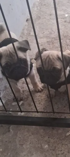 Filhote de Pug Macho