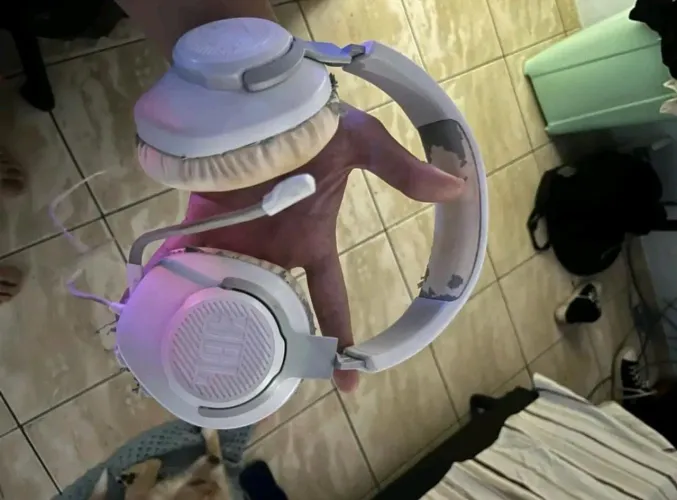 Headset JBL