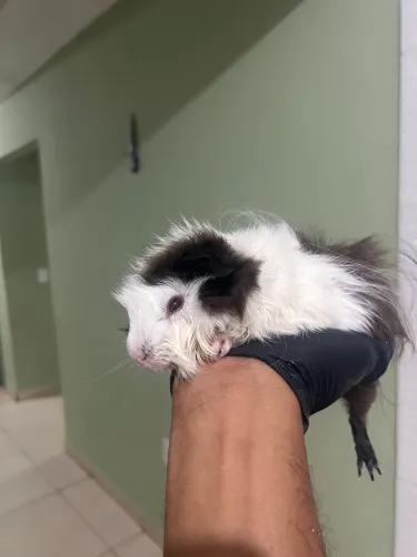Porquinhos da índia para doação