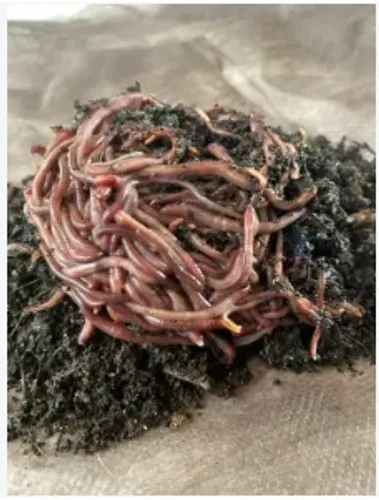100 Minhocas Californianas para Compostagem