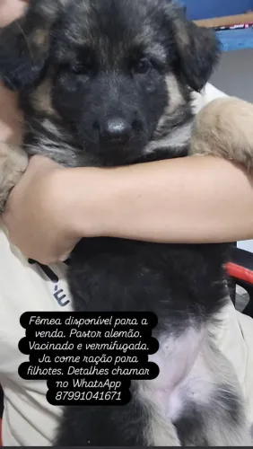 Fêmea de pastor alemão 
