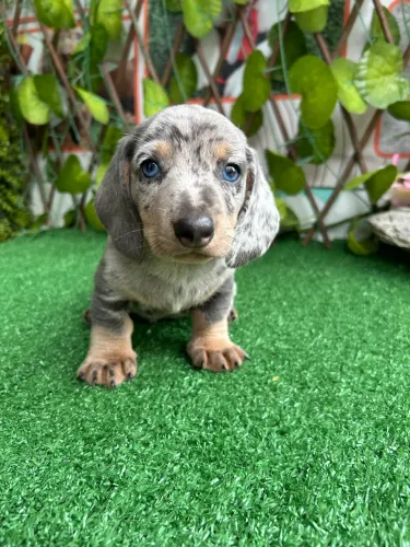 Dachshund Linhagem Blue (Machos )