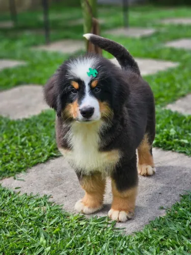 Bernese Mountain Dog | Entrega em Foz dia 30/05