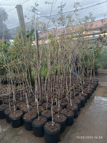 Mudas de Ipê Amarela 