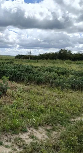 Procuro Sítio para arrendamento 