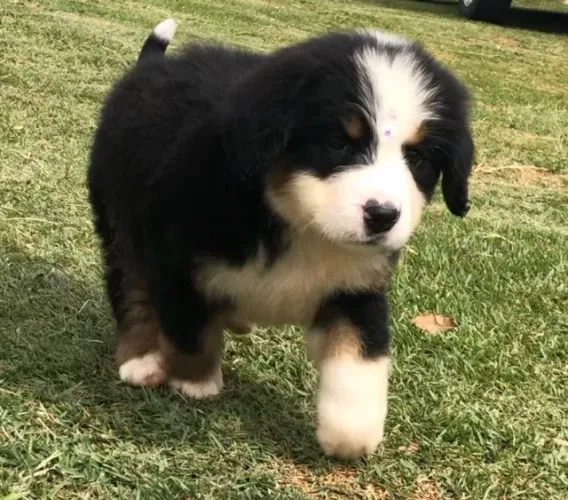 Bernese Mountaing dog Filhotes de mais alto padrão da raça