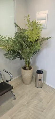 Planta Permanente Coqueiro Verde.