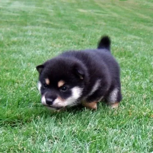 Shiba black filhote