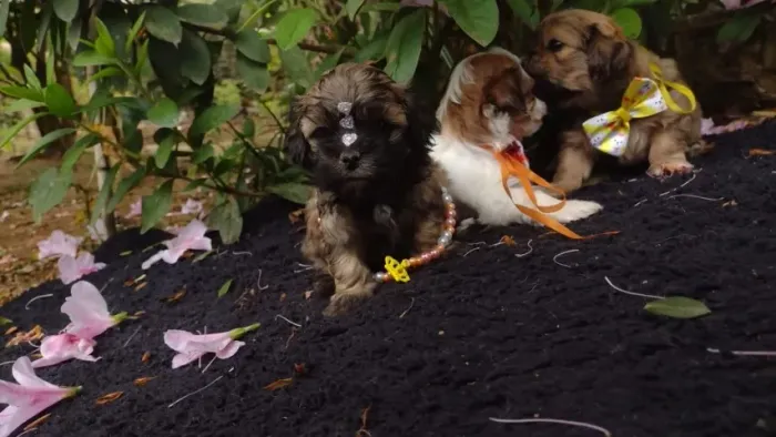 Lhasa Apso Todas as raças com ganratia total de saude e veterinario gratuito.
