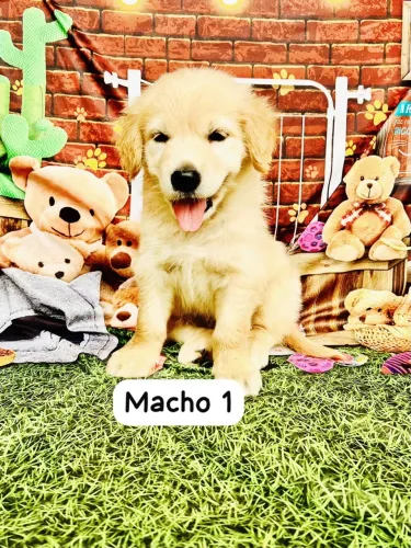 Golden Retriever Macho - Macho 1 pedigree microchip 