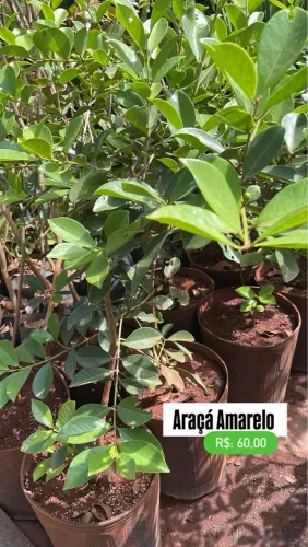 Mudas de Araçá Amarelo 