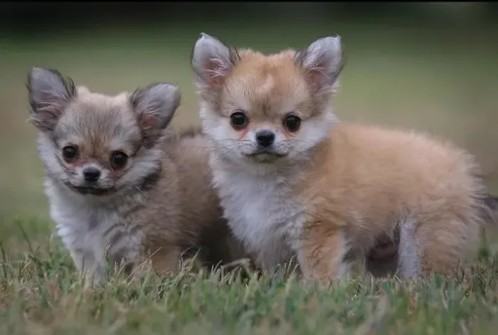 Filhotes de Chihuahua Miniatura, Alegres e Brincalhões