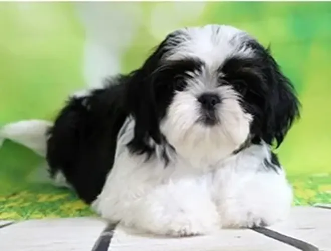 Shih-Tzu Macho Cream and White: A Doçura e Carinho em Cada Detalhe!