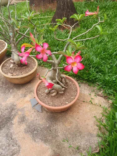 Rosa do Deserto