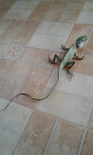 Lagarto de Borracha Grande