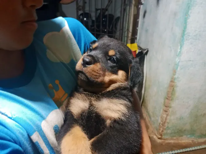 Filhotes de Roteweller 