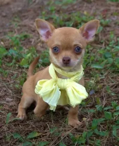 Chihuahua Fêmea Beige: Um Encanto de Filhote Para Você!