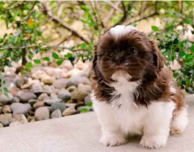 Shih-Tzu: Filhote Fêmea Branco e Preto, A Pequena Bola de Pelo Que Vai Encantar Você!