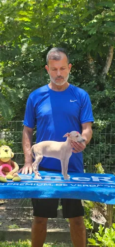 Galgo Italiano Femea linda