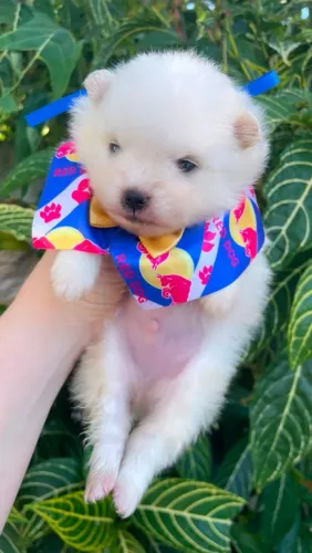 Lulu da Pomerânia- Spitz Alemão Macho branco