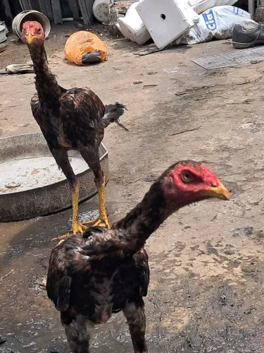 Vendo lote de frangos cariocas com 5 meses 1500 o lote 