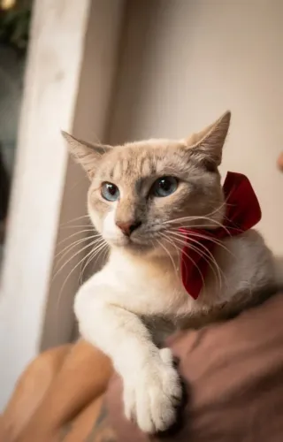 Gato para adoção.