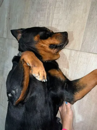 Rottweiler fêmea super dócil,adestrada