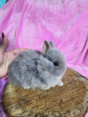 Mini Coelho Netherland anão