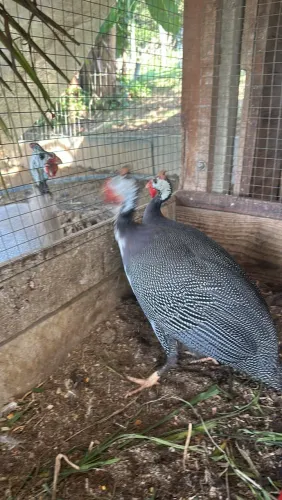 Vendo galinha D?angola