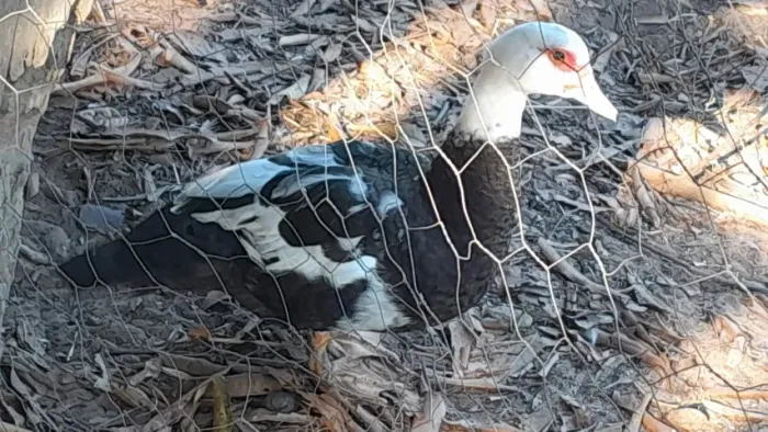 Casal de patos adultos