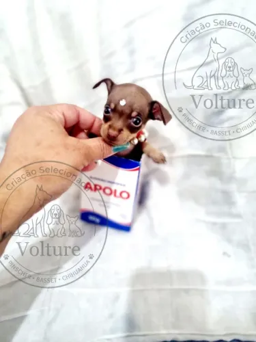 Pinscher zerinhos vacinados e entrego hoje