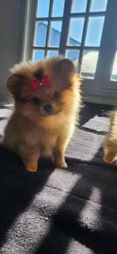 Lulu da Pomerânia fêmea