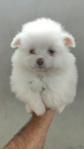 Spitz alemão o presente mais fofo do dia dos namorados