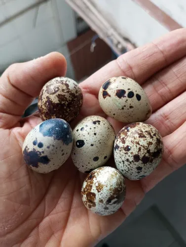 Ovos de codorna!