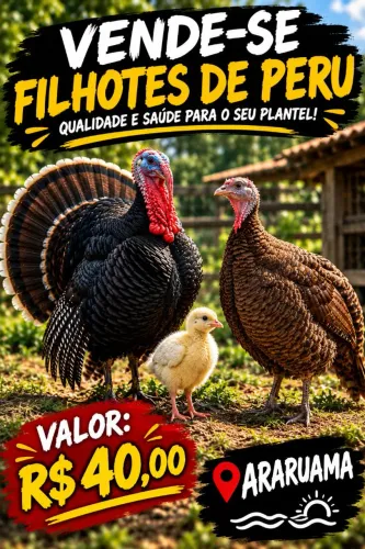 Filhotes de peru