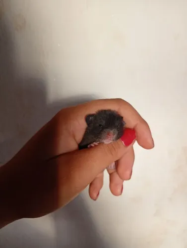 Hamster sírios