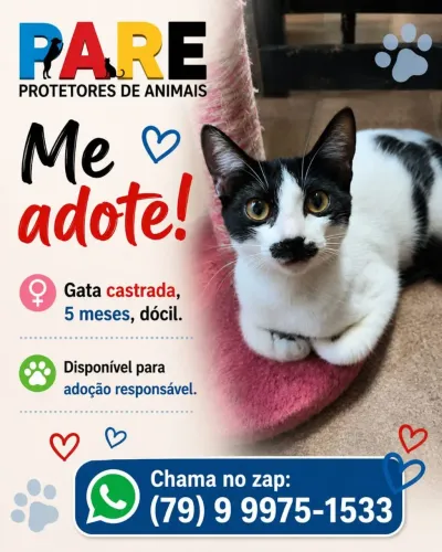 Lindos Gatinhos!!