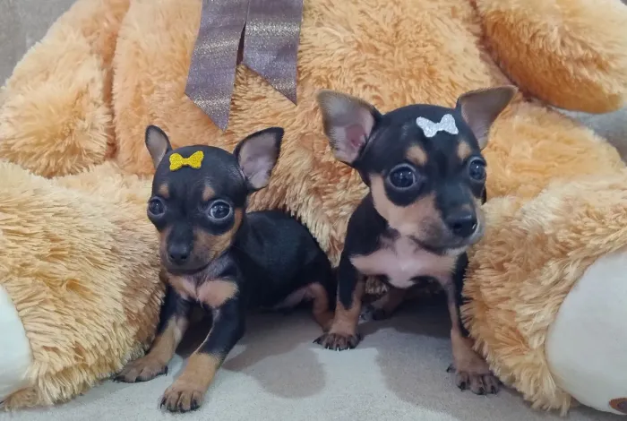 Pinscher macho e fêmea 