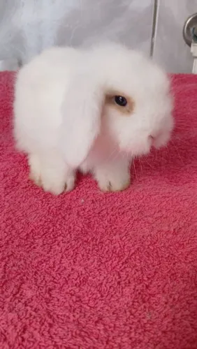 Coelhinhos Lop