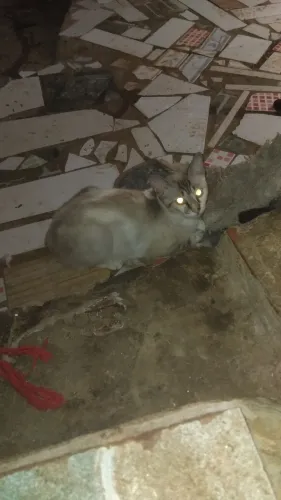 Gato