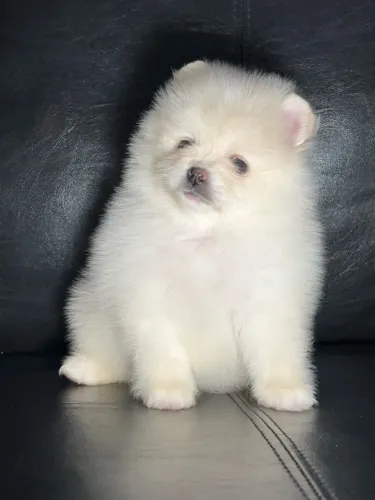 Spitz alemão Macho