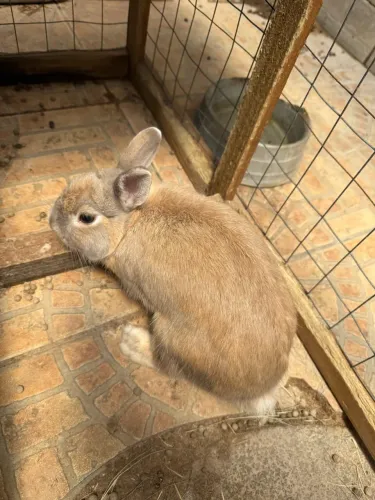 Coelho