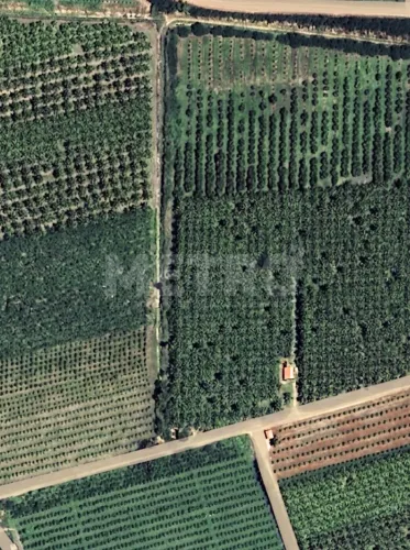 Fazenda de manga e coco à venda, 8,5 hectares, 4.100 pés, Petrolina