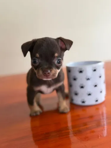 chihuahua pelo curto