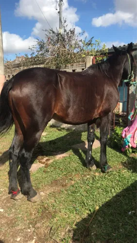 cavalo a venda
