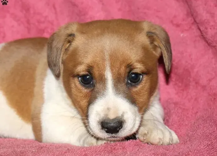 Jack Russell Terrier,Jack Russell Terrier Filhote Linda Linhagem Disponível