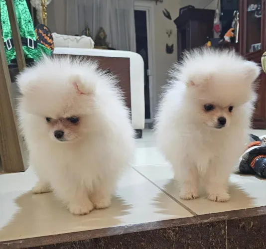 Lulu Pomerânia 