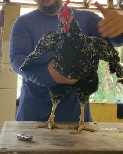 GALINHA BALÃO SERTANEJA GSB
